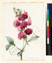 Lathyrus latifolius (Staudenwicke)